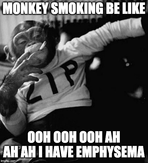 monkey smoke zip | MONKEY SMOKING BE LIKE OOH OOH OOH AH AH AH I HAVE EMPHYSEMA | image tagged in monkey smoke zip | made w/ Imgflip meme maker