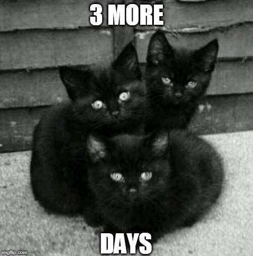 3 | 3 MORE; DAYS | image tagged in cats,spooktober | made w/ Imgflip meme maker