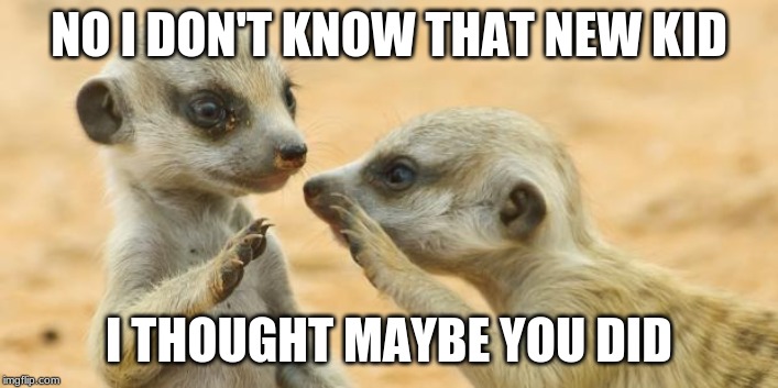 gossip meerkats | NO I DON'T KNOW THAT NEW KID; I THOUGHT MAYBE YOU DID | image tagged in gossip meerkats | made w/ Imgflip meme maker