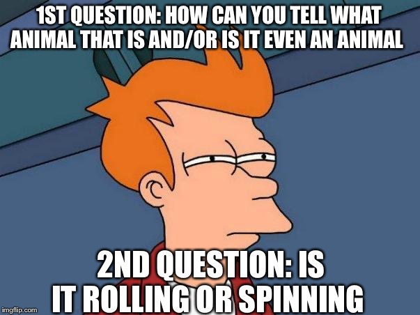 skeptical fry | 1ST QUESTION: HOW CAN YOU TELL WHAT ANIMAL THAT IS AND/OR IS IT EVEN AN ANIMAL 2ND QUESTION: IS IT ROLLING OR SPINNING | image tagged in skeptical fry | made w/ Imgflip meme maker
