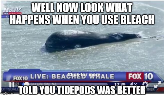 Beached Whale | WELL NOW LOOK WHAT HAPPENS WHEN YOU USE BLEACH; TOLD YOU TIDEPODS WAS BETTER | image tagged in beached whale | made w/ Imgflip meme maker