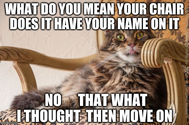 when cat sit in a chair | WHAT DO YOU MEAN YOUR CHAIR DOES IT HAVE YOUR NAME ON IT; NO      THAT WHAT I THOUGHT  THEN MOVE ON | image tagged in funny,funny memes,funny animal meme,funny animals | made w/ Imgflip meme maker