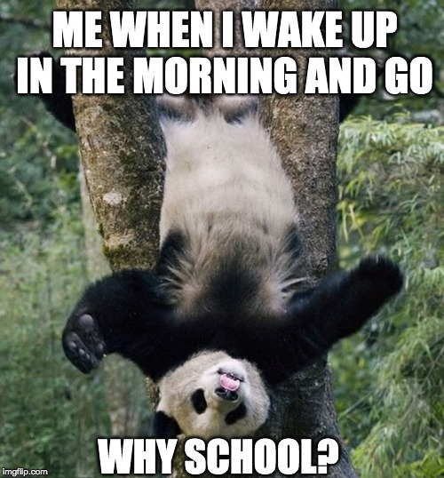 Why | ME WHEN I WAKE UP IN THE MORNING AND GO; WHY SCHOOL? | image tagged in funny,fun,humor | made w/ Imgflip meme maker