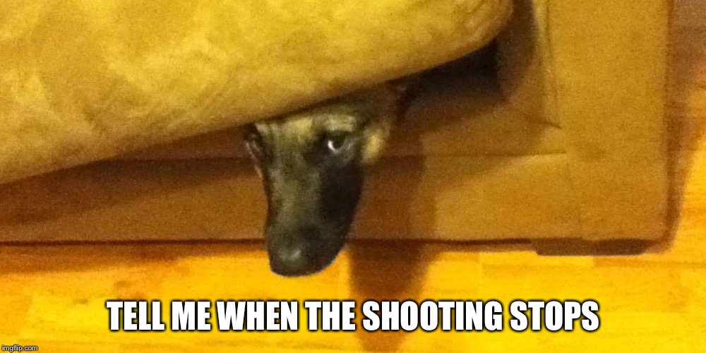 Dog hiding | TELL ME WHEN THE SHOOTING STOPS | image tagged in dog hiding | made w/ Imgflip meme maker