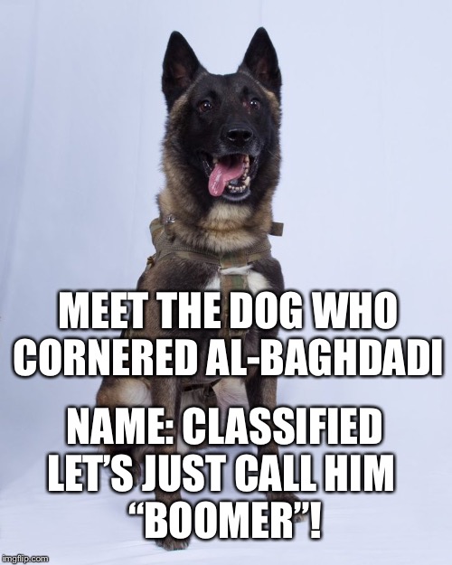 Hero | MEET THE DOG WHO CORNERED AL-BAGHDADI; NAME: CLASSIFIED
LET’S JUST CALL HIM 
“BOOMER”! | image tagged in dog,baghdadi,cornered,boomer | made w/ Imgflip meme maker
