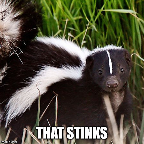 skunk | THAT STINKS | image tagged in skunk | made w/ Imgflip meme maker