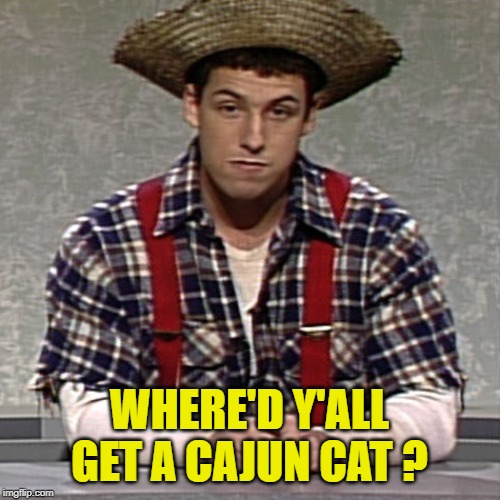 Cajun Man | WHERE'D Y'ALL GET A CAJUN CAT ? | image tagged in cajun man | made w/ Imgflip meme maker