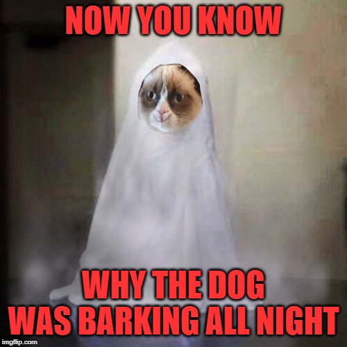 The Haunting begins | NOW YOU KNOW; WHY THE DOG WAS BARKING ALL NIGHT | image tagged in grumpy cat,grumpy cat halloween,ghost,cat,funny memes | made w/ Imgflip meme maker