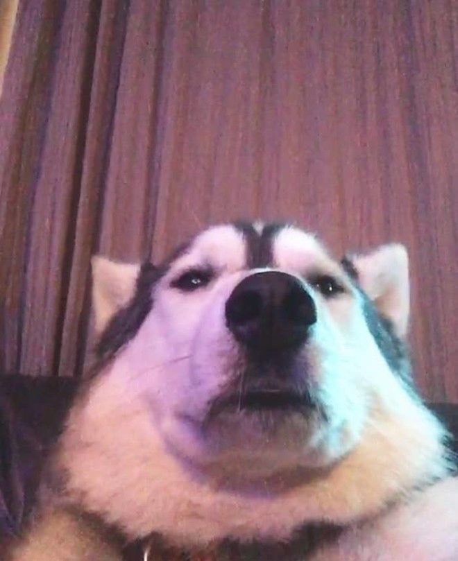 Dog Selfie Blank Meme Template