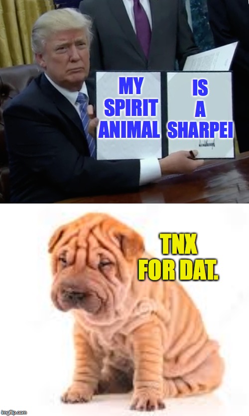 Too late?  Naw  ( : | IS A SHARPEI; MY SPIRIT ANIMAL; TNX FOR DAT. | image tagged in memes,trump bill signing,say it with sharpei | made w/ Imgflip meme maker