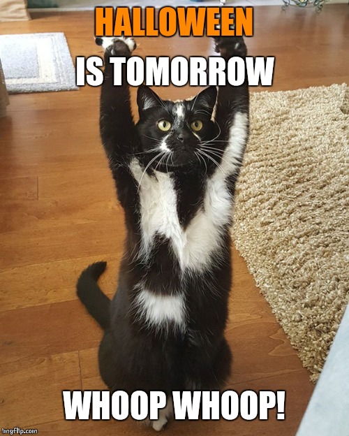 HALLOWEEN! | HALLOWEEN; IS TOMORROW; WHOOP WHOOP! | image tagged in halloween,cats | made w/ Imgflip meme maker