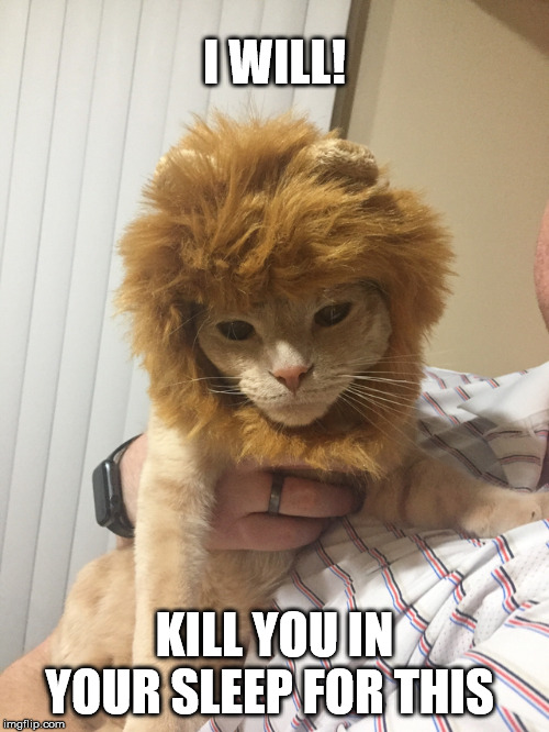 I WILL! KILL YOU IN YOUR SLEEP FOR THIS | image tagged in funny,cats,halloween | made w/ Imgflip meme maker