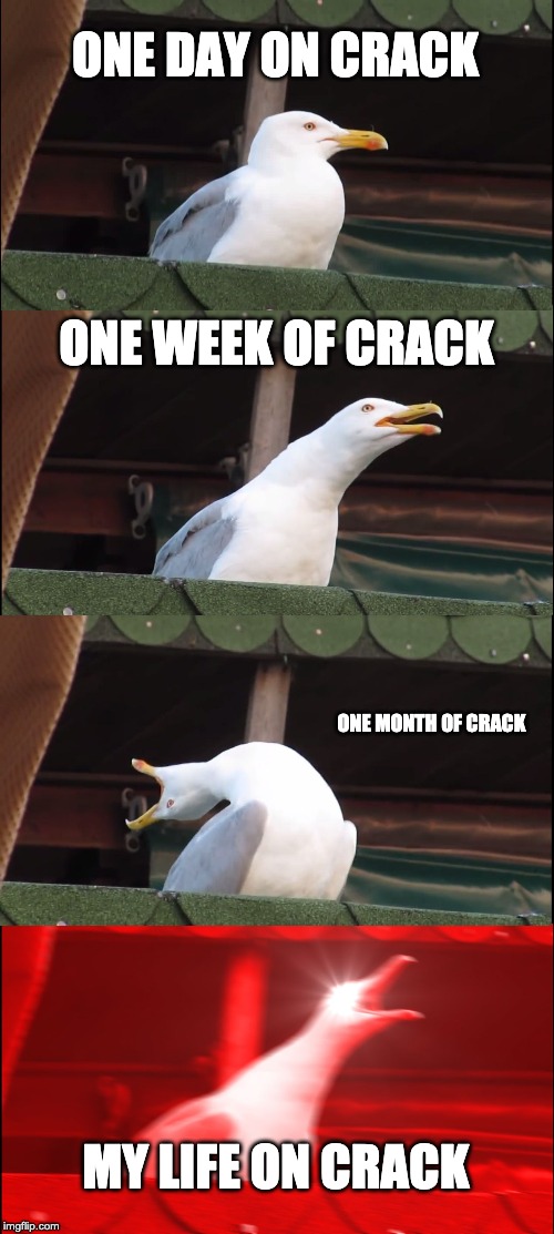 Inhaling Seagull | ONE DAY ON CRACK; ONE WEEK OF CRACK; ONE MONTH OF CRACK; MY LIFE ON CRACK | image tagged in memes,inhaling seagull | made w/ Imgflip meme maker