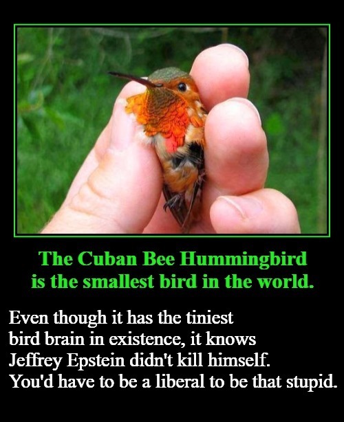 The Cuban Bee Hummingbird is the smallest bird in the world. | image tagged in birds of a feather,sjw triggered,stupid liberals,jeffrey epstein,suicide,clinton deadpool | made w/ Imgflip meme maker