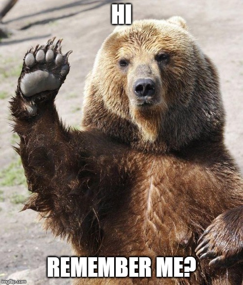 Hello bear | HI; REMEMBER ME? | image tagged in hello bear | made w/ Imgflip meme maker