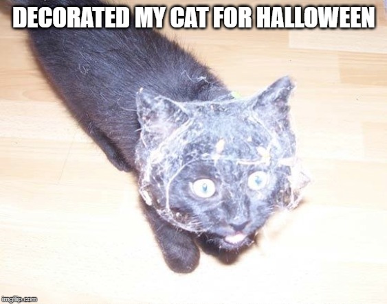 Happy Halloween | DECORATED MY CAT FOR HALLOWEEN | image tagged in funny cat | made w/ Imgflip meme maker