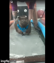 Walking in Water | image tagged in gifs,cute cat | made w/ Imgflip video-to-gif maker