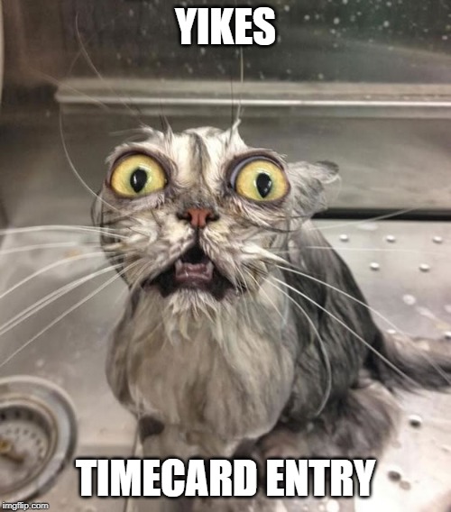 Wet Scary Cat | YIKES; TIMECARD ENTRY | image tagged in wet scary cat | made w/ Imgflip meme maker