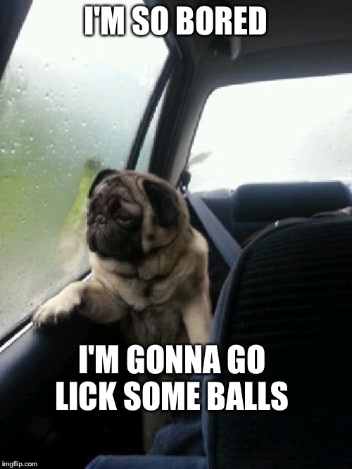 Introspective Pug | I'M SO BORED; I'M GONNA GO LICK SOME BALLS | image tagged in introspective pug | made w/ Imgflip meme maker