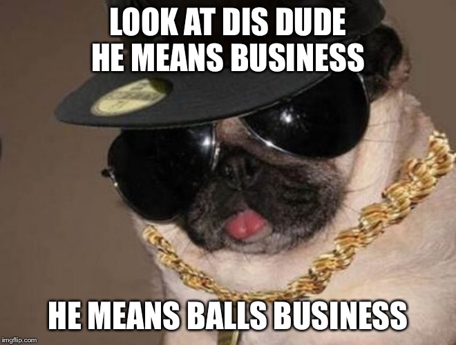Gangster Pug | LOOK AT DIS DUDE HE MEANS BUSINESS; HE MEANS BALLS BUSINESS | image tagged in gangster pug | made w/ Imgflip meme maker