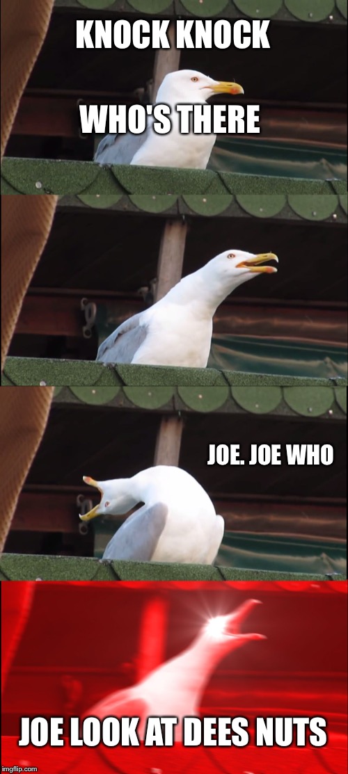 Inhaling Seagull | KNOCK KNOCK; WHO'S THERE; JOE. JOE WHO; JOE LOOK AT DEES NUTS | image tagged in memes,inhaling seagull | made w/ Imgflip meme maker