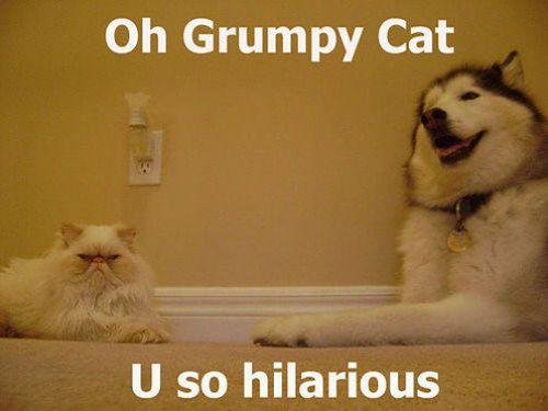 image tagged in funny,animals,dogs,cats