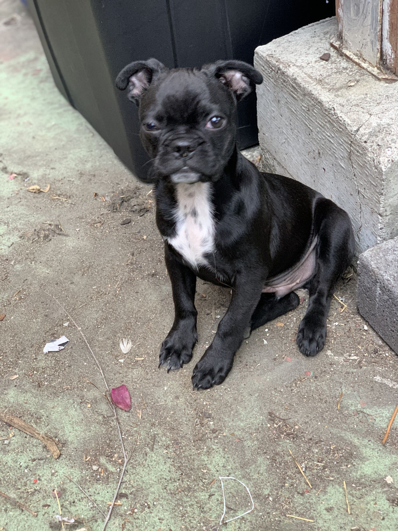 Skeptical Puppy Blank Meme Template