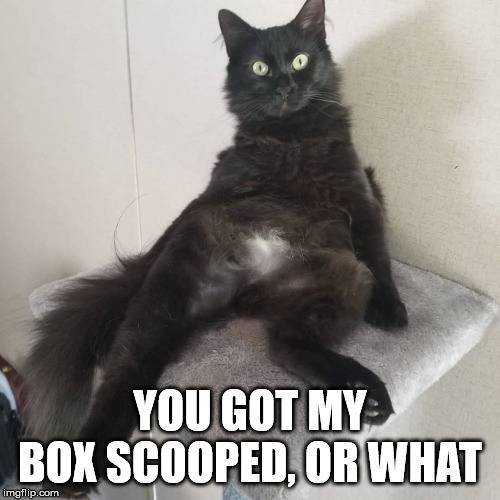 You heard her.. | YOU GOT MY BOX SCOOPED, OR WHAT | image tagged in mao mao,dictator,cats,litter box | made w/ Imgflip meme maker