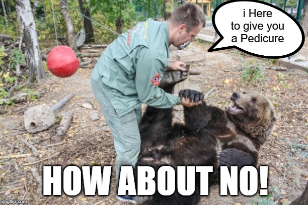 i Here to give you a Pedicure; HOW ABOUT NO! | image tagged in awesomeness,how about no bear,funny | made w/ Imgflip meme maker