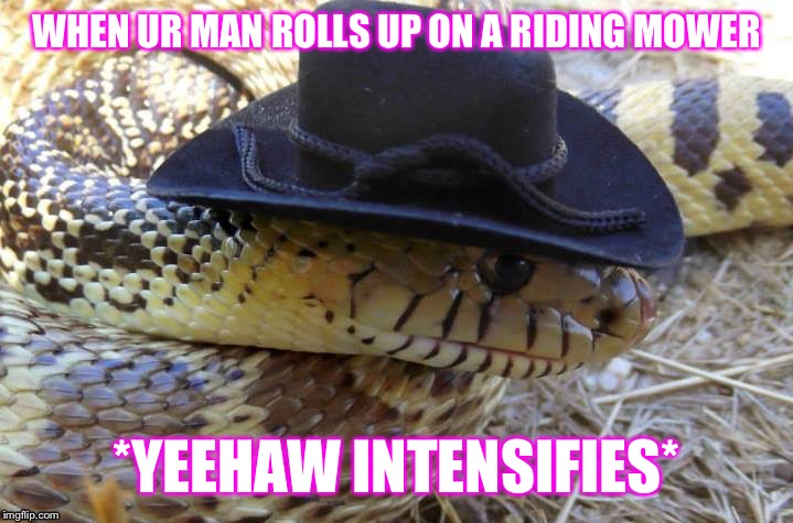 WHEN UR MAN ROLLS UP ON A RIDING MOWER; *YEEHAW INTENSIFIES* | image tagged in country,snek | made w/ Imgflip meme maker