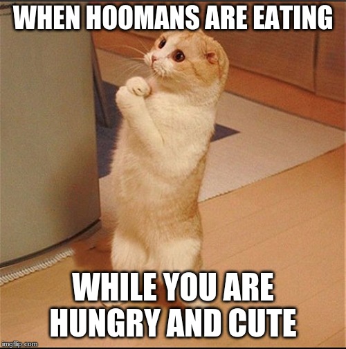 Can I Has Food | WHEN HOOMANS ARE EATING; WHILE YOU ARE HUNGRY AND CUTE | image tagged in can i has food | made w/ Imgflip meme maker