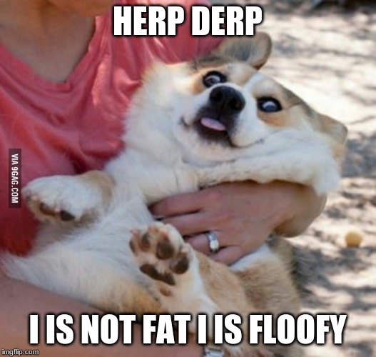 Derp Dog | HERP DERP; I IS NOT FAT I IS FLOOFY | image tagged in derp dog | made w/ Imgflip meme maker