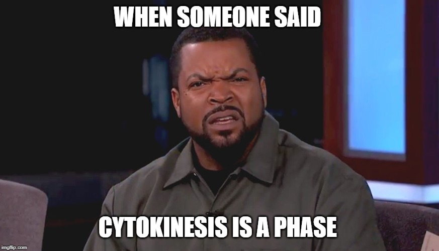 Really? Ice Cube | WHEN SOMEONE SAID; CYTOKINESIS IS A PHASE | image tagged in really ice cube | made w/ Imgflip meme maker