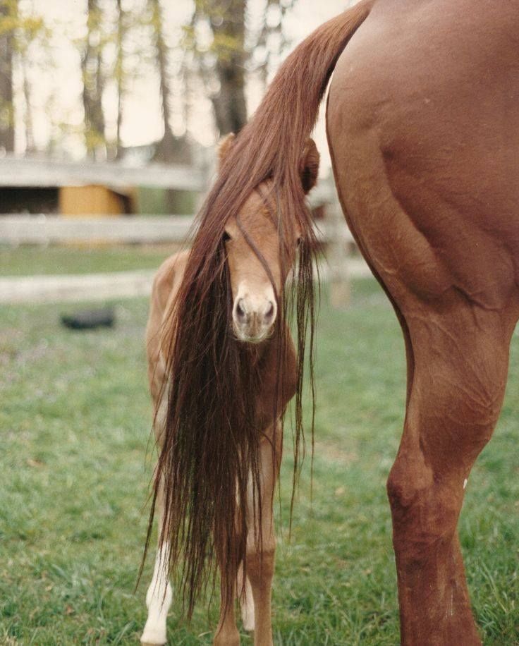 Foal hiding in parent's tail Blank Meme Template