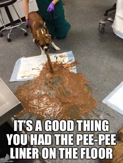 dog vomit | IT’S A GOOD THING YOU HAD THE PEE-PEE LINER ON THE FLOOR | image tagged in dog vomit | made w/ Imgflip meme maker