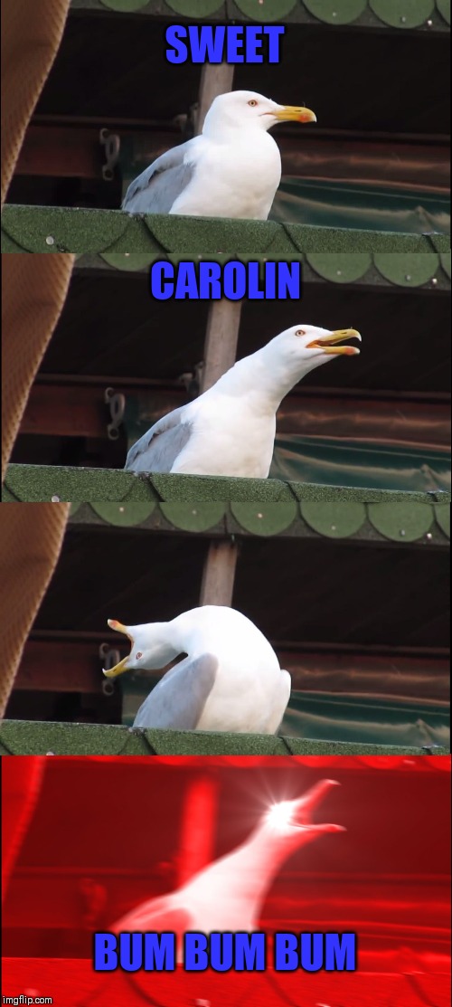 Inhaling Seagull | SWEET; CAROLIN; BUM BUM BUM | image tagged in memes,inhaling seagull | made w/ Imgflip meme maker