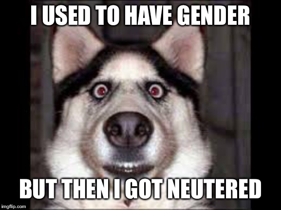 dogy | I USED TO HAVE GENDER BUT THEN I GOT NEUTERED | image tagged in dogy | made w/ Imgflip meme maker