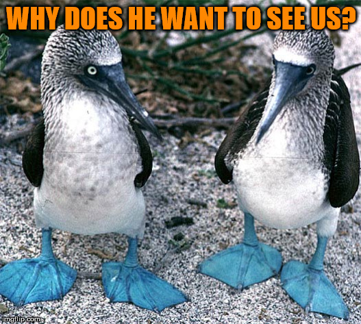 Men always want to see the boobies. | WHY DOES HE WANT TO SEE US? | image tagged in blue footed boobies | made w/ Imgflip meme maker