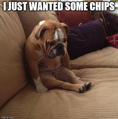 bulldogsad | I JUST WANTED SOME CHIPS | image tagged in bulldogsad | made w/ Imgflip meme maker