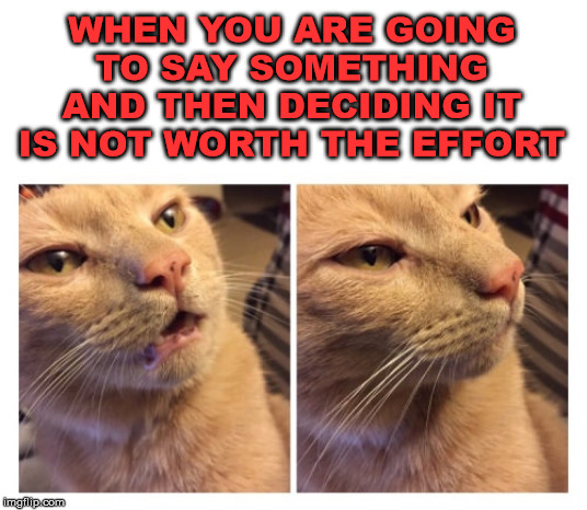 It is not worth the effort most of the time. | WHEN YOU ARE GOING TO SAY SOMETHING AND THEN DECIDING IT IS NOT WORTH THE EFFORT | image tagged in cats | made w/ Imgflip meme maker