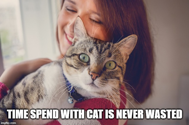 cat | TIME SPEND WITH CAT IS NEVER WASTED | image tagged in quote | made w/ Imgflip meme maker