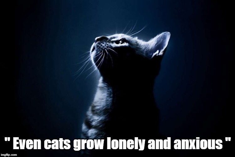 Mason Cooley | " Even cats grow lonely and anxious " | image tagged in famous quotes | made w/ Imgflip meme maker