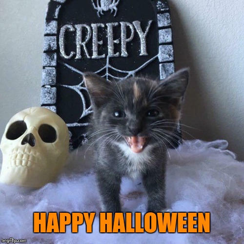 LAST DAY OF SPOOKTOBER! | HAPPY HALLOWEEN | image tagged in spooktober,halloween,cats | made w/ Imgflip meme maker