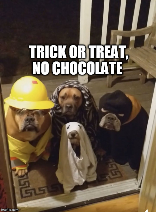 dogs | TRICK OR TREAT, NO CHOCOLATE | image tagged in dogs | made w/ Imgflip meme maker