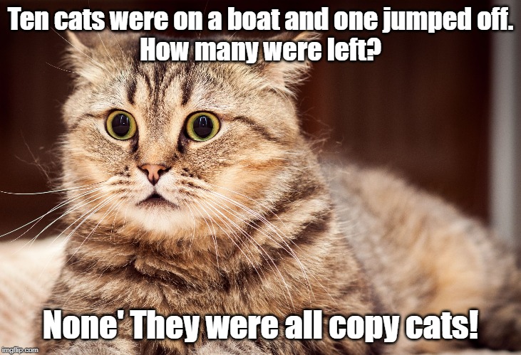 cats were on a boat | Ten cats were on a boat and one jumped off.
How many were left? None' They were all copy cats! | image tagged in cats | made w/ Imgflip meme maker