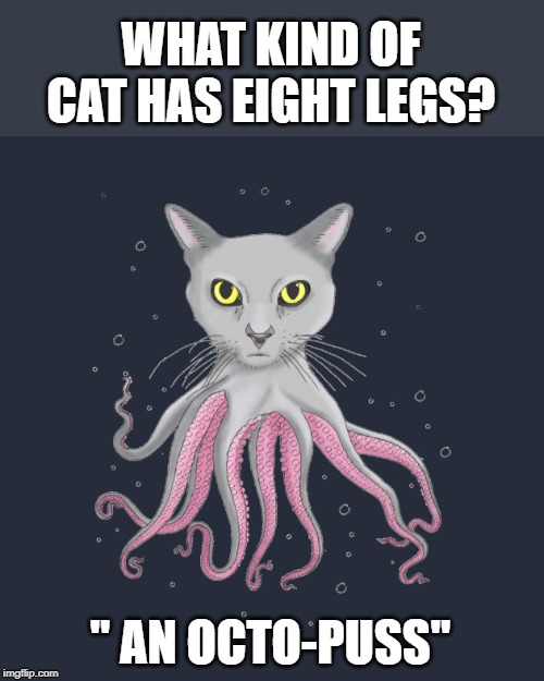 " An octo-puss" | WHAT KIND OF CAT HAS EIGHT LEGS? " AN OCTO-PUSS" | image tagged in cat | made w/ Imgflip meme maker