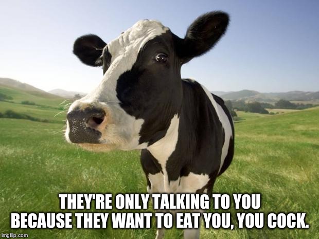 cow | THEY'RE ONLY TALKING TO YOU BECAUSE THEY WANT TO EAT YOU, YOU COCK. | image tagged in cow | made w/ Imgflip meme maker