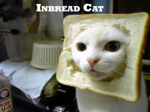 image tagged in funny