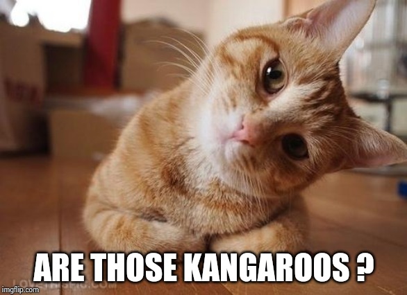 Curious Question Cat | ARE THOSE KANGAROOS ? | image tagged in curious question cat | made w/ Imgflip meme maker