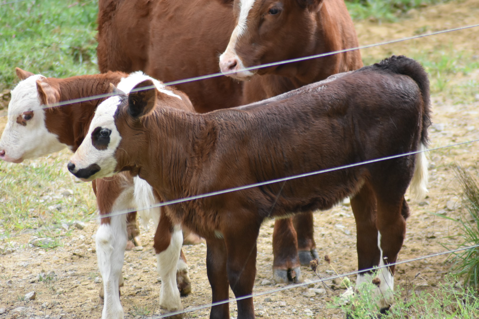 High Quality The Heifer Blank Meme Template